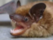 Expert Bat Removal Charlotte