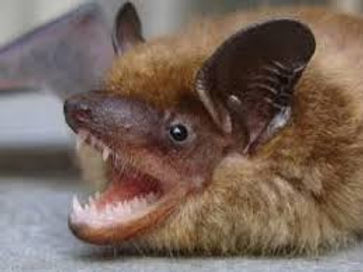 Expert Bat Removal Charlotte