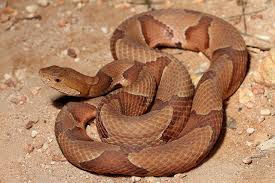 Copperhead Removal Charlotte NC
