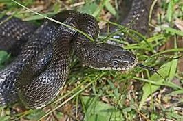 Snake Removal Charlotte NC