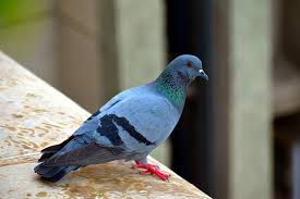Pigeon Removal Charlotte NC