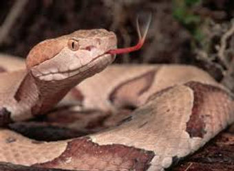 copperhead Snake removal Charlotte