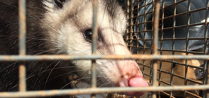Opossum Removal Charlotte