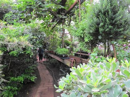 Logee’s: a perfect pastime for plant lovers