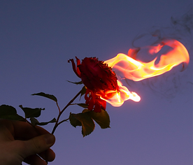 a burning rose._edited.png