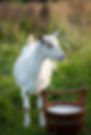 Goatmilk Soap