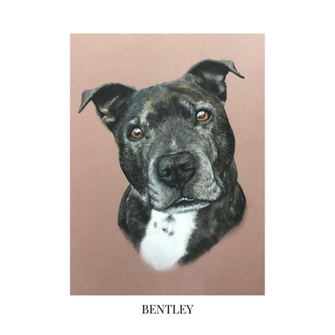 pet portrait
pastel pencil
dog portrait
realistic pet portrait
Staffordshire bull terrier
Staffy
Pet portrait artist