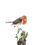 Thumbnail: 'Robin Red Breast' Limited Edition Print