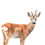 Thumbnail: 'Roe Buck' Limited Edition Print