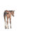 Thumbnail: 'Foal' Limited Edition Print
