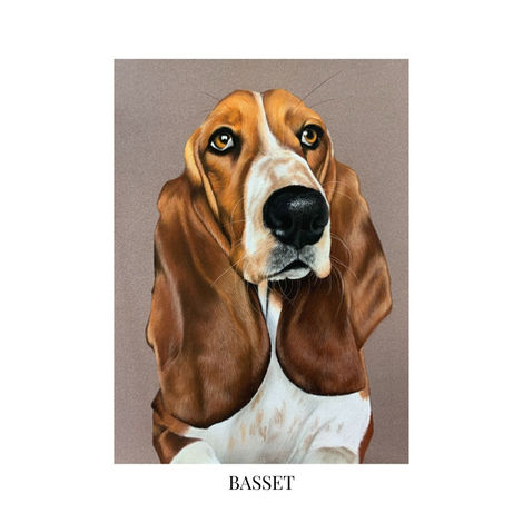pet portrait
pastel pencil
dog portrait
realistic pet portrait
Basset hound
Basset
Pet portrait artist