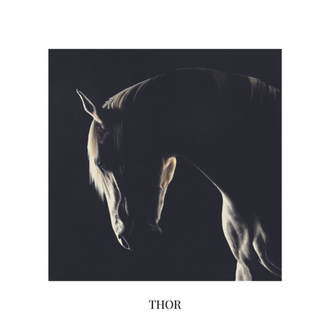 Original Equine Collection | Rachel Stubbs Art | Pet & Wildlife Artist