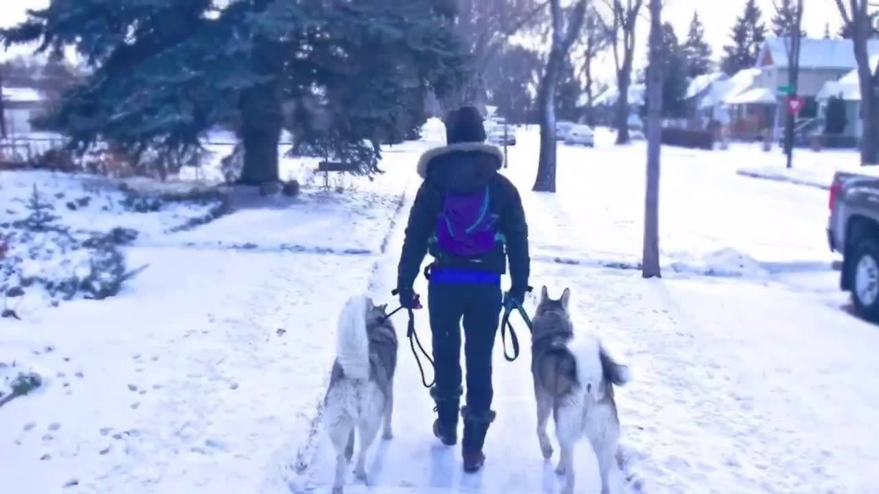 K9's Best DOG TRAINING EDMONTON