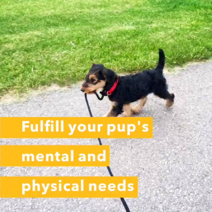 K9's Best DOG TRAINING EDMONTON