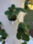 The mother plant is in the cup while the daughter plant is attached to the mother by a runner.