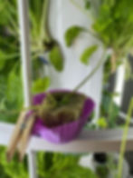 Clip a flexible silicone cupcake cup to the Tower Garden cage. Dip the daughter plant into rooting powder and secure onto a retaining wet rockwool cube with wire or a paperclip. Once it roots in, cut the daughter plant off of the mother and plant! Keep the rockwool cube wet. Photo credit: Andi Durkin 💛🍓