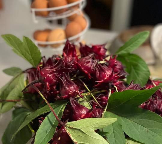 Jamaican Sorrel for Tower Garden
