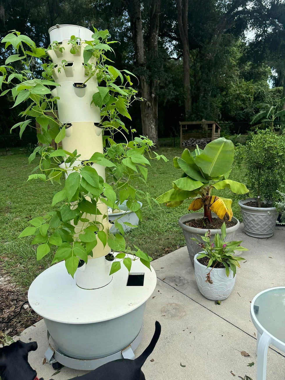 Here's my pretty little green bean Tower Garden before the hurricane.