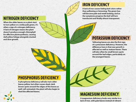 Plant Photoshoot Gone Wrong? What Nutrients are Your Plants Deficient In