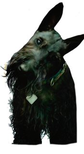 Black Scottie dog