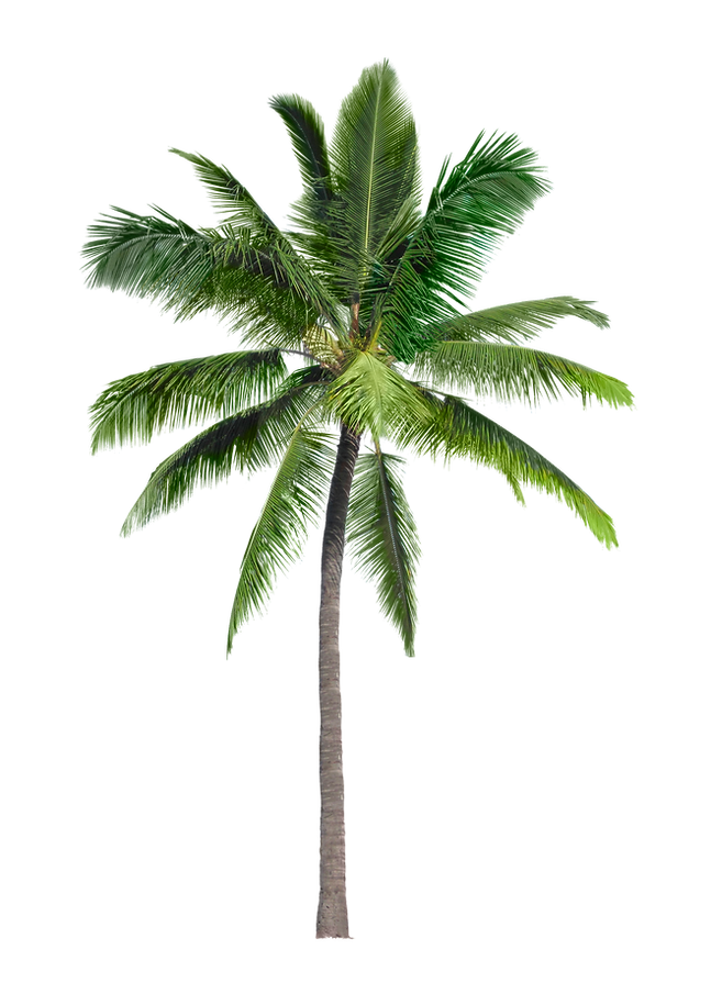 image-from-rawpixel-id-6196015-original (1).png