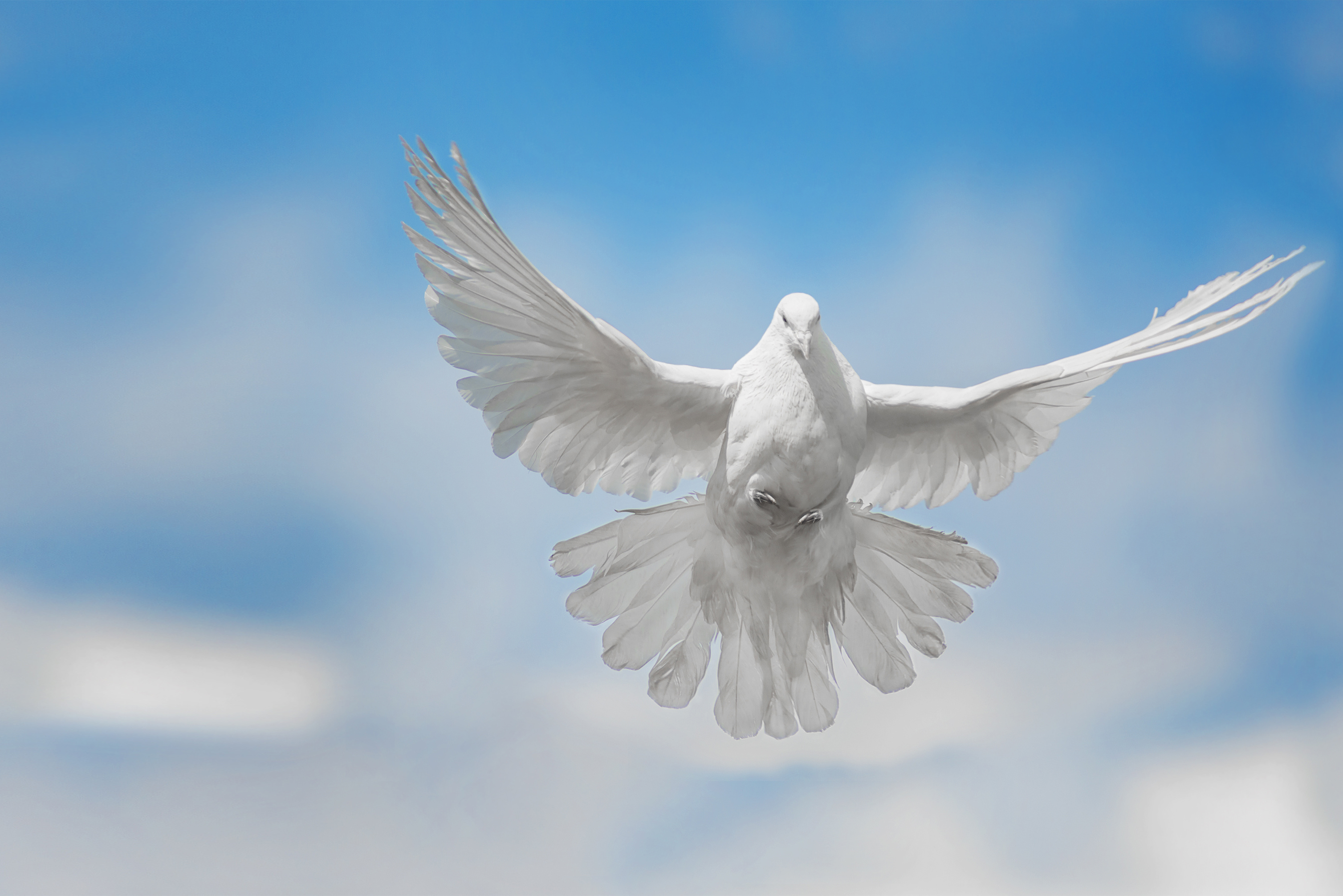 White Dove Release / Ernie's Doves Release / Simi Valley