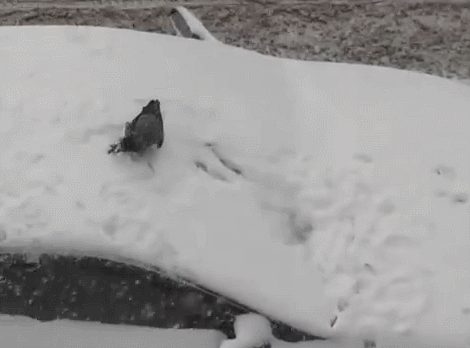 Crows slide down snowy surfaces (Emery, 2012).