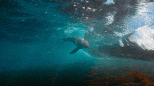 Seals surfing waves (Dukehart, 2014).
