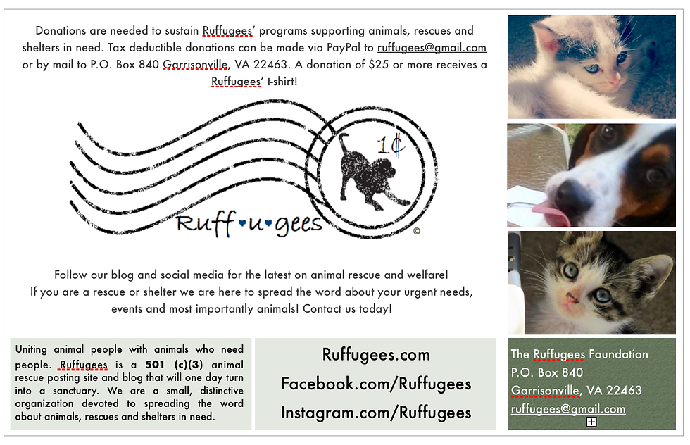 Ruffugees Flyer