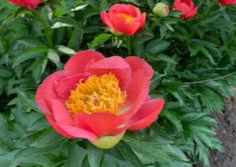Gardens Tours of a  Beautiful garden with spectacular Peonies, a large Rain Garden, and enjoy tasty appetizers!