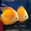 Thumbnail: Breeding Pair Yellow Millenium Discus