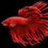 Thumbnail: Crown Tail Fighter Betta Red