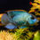 Thumbnail: Blue Acara Cichlid - 8cm