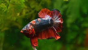Thumbnail: Half Moon Shortfin Betta - S/F Red Dragon Diamond Eye