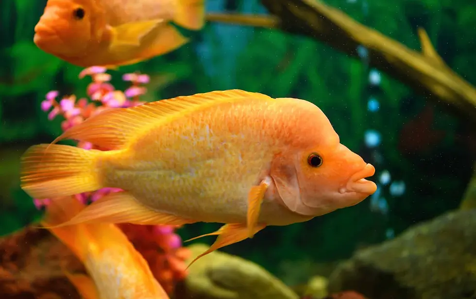 Thumbnail: Red Devil Cichlid