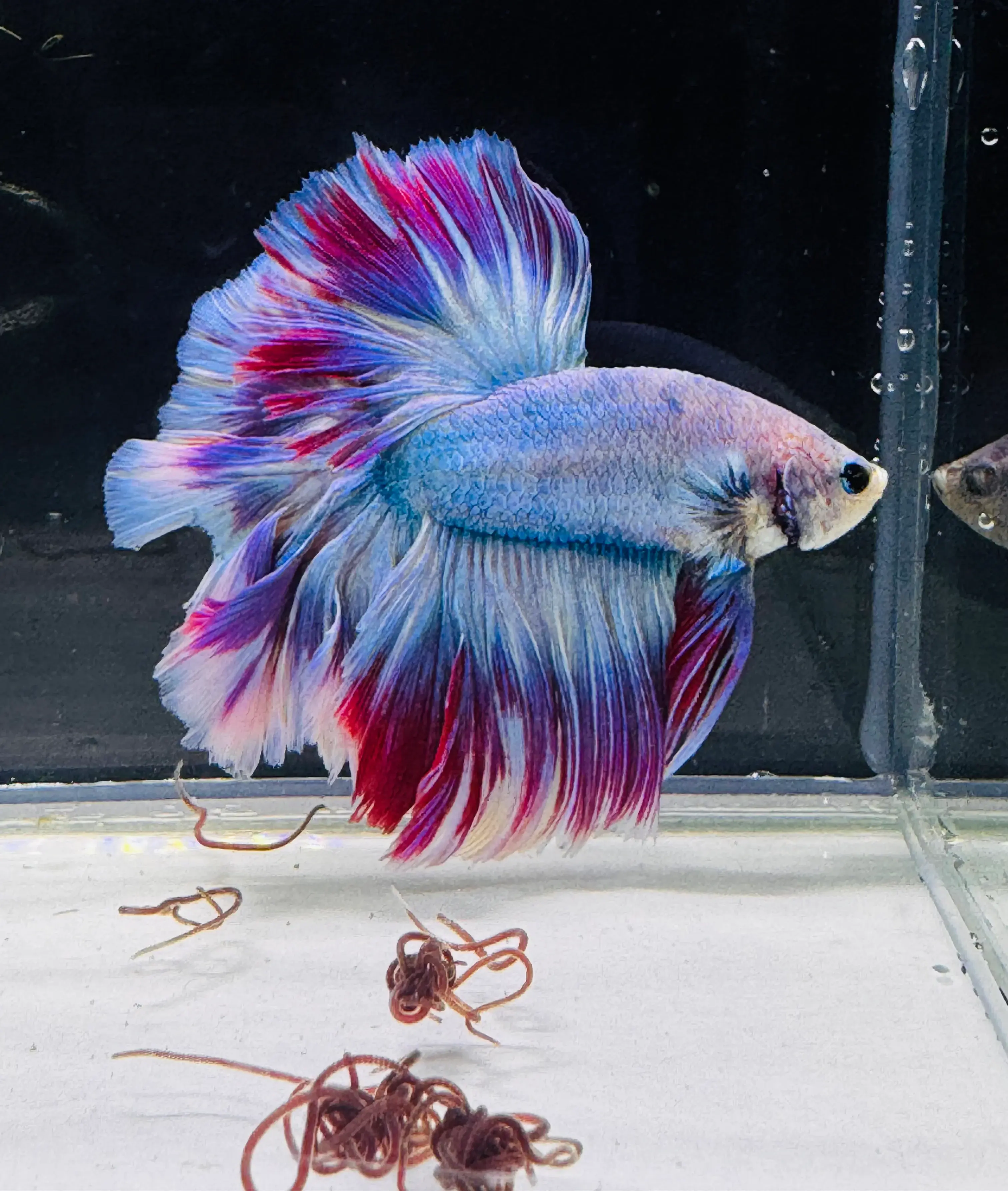 Lavender Dumbo Halfmoon Male