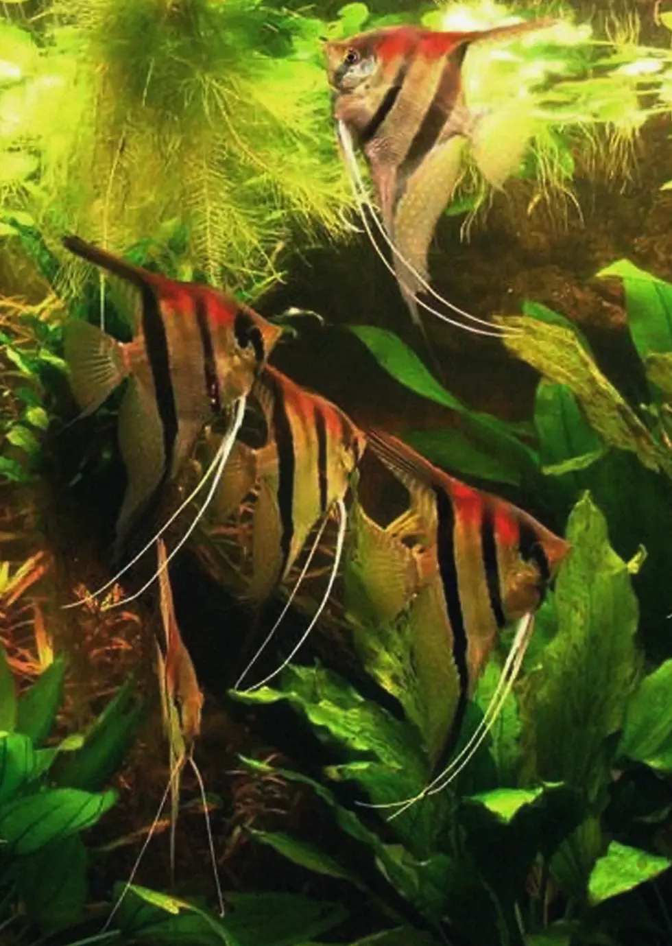 Thumbnail: Amapa Red Black Angelfish