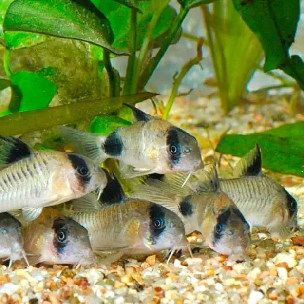Thumbnail: Panda Corydora