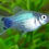 Thumbnail: Mickey Mouse Platy - Neon Blue