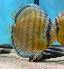 Symphysodon Wild Rio Nanay Green Discus