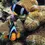 Thumbnail: Clark's Anemonefish