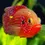 Thumbnail: Red Forest Jewel Cichlid