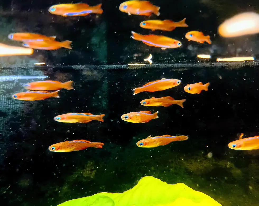 Thumbnail: Luminatus Blue Eyes