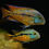 Thumbnail: Nicaraguan Parrot Cichlid 10cm