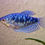 Thumbnail: Blue Gourami 5cm