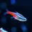Thumbnail: Neon Tetra 3cm