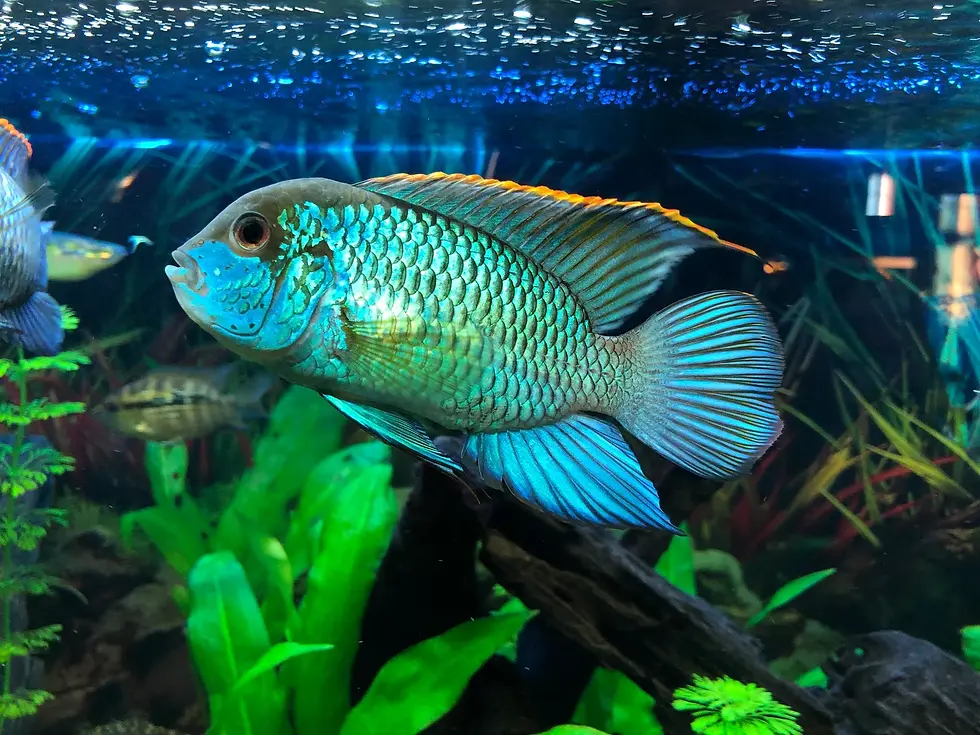 Thumbnail: Neon Blue Acara Cichlid