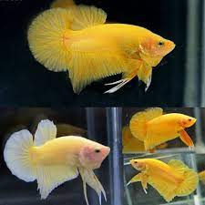 Thumbnail: Half Moon Shortfin Betta - S/F Red Dragon Diamond Eye