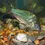 Thumbnail: Emerald Brochis Splendens Corydora