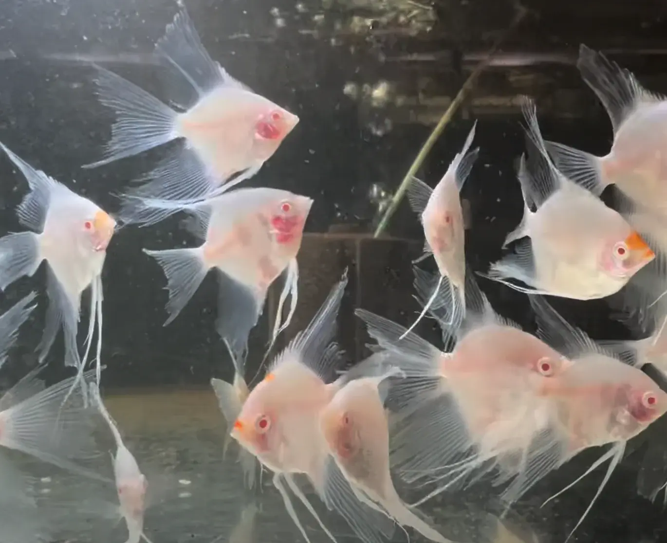 Albino Pearlscale Ghost Angelfish 6-7cm